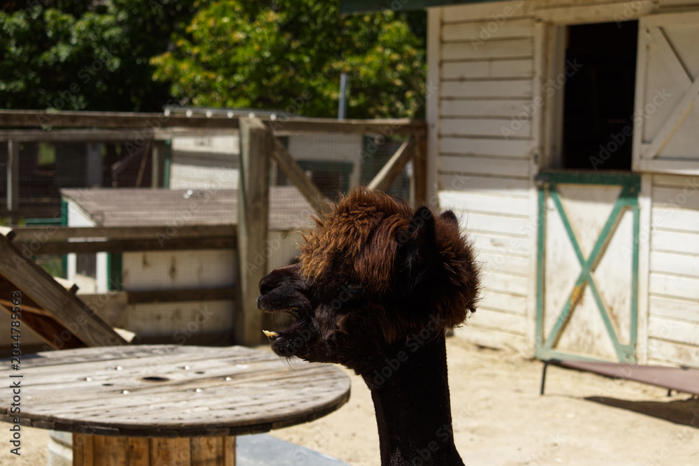 Naklejka premium An alpaca in a barnyard.