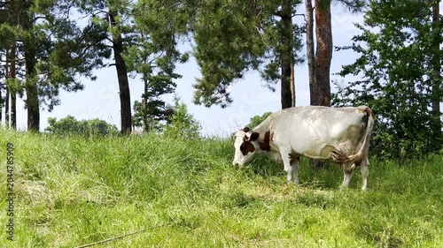 Cow grazing on green meadow in forest pasture close up cattle feeding in rural countryside agricultural livestock scene