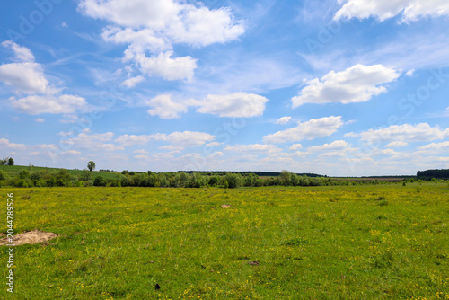A green flowering meadow under a bright blue sky with fluffy white clouds creates an idyllic rural landscape. Spacious pastures with distant trees and fresh spring grass form a sense of peace, freedom