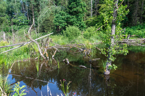 Old branches of a tree lie in the water of a lake