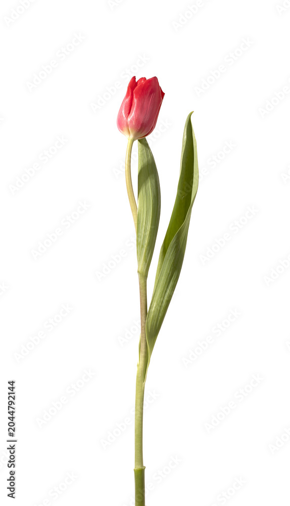Fototapeta premium Single red tulip flower standing upright with green stem and leaves isolated white background. Minimal composition showing natural plant structure clearly. Botanical concept for simplicity