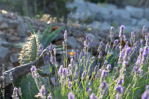 A Beautiful butterfly on purple lavender