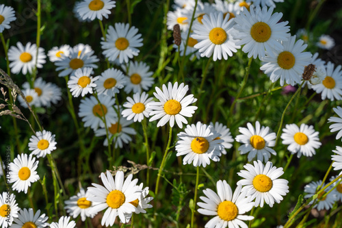 Some daisies in a meadow