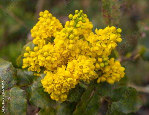 Gewöhnliche Mahonie, Mahonia aquifolium
