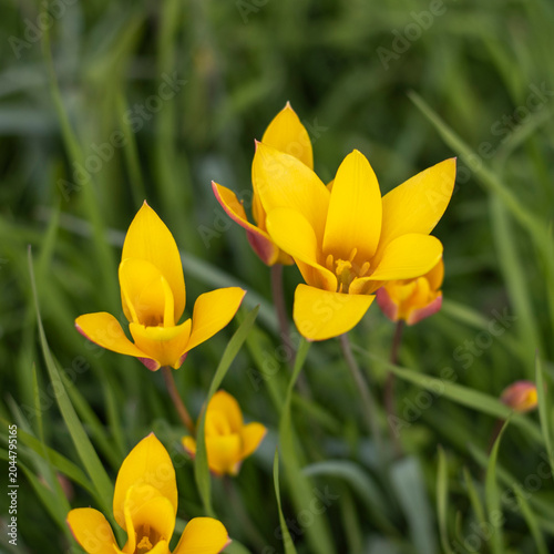 Weinberg-Tulpe, Tulipa sylvestris