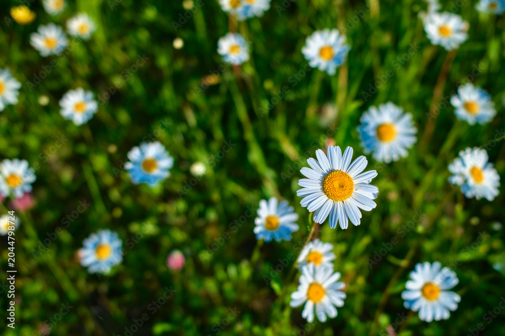 Fototapeta premium Rural countryside landscape with meadow flowers, forest and rolling green hills in summer