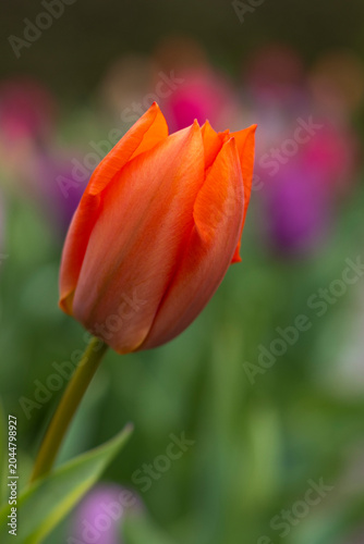 Orange Tulpe