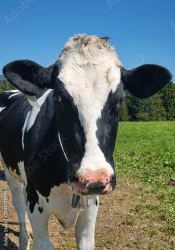 Curious Young Cow Calves on...