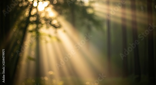 Sunlight filtering through forest trees creating beautiful light rays and bokeh effect.