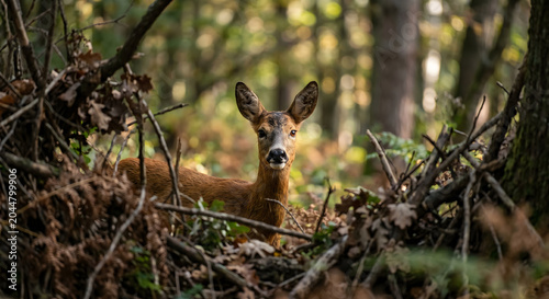 Foto A roe deer standing in a natural forest environment, looking directly at the cam