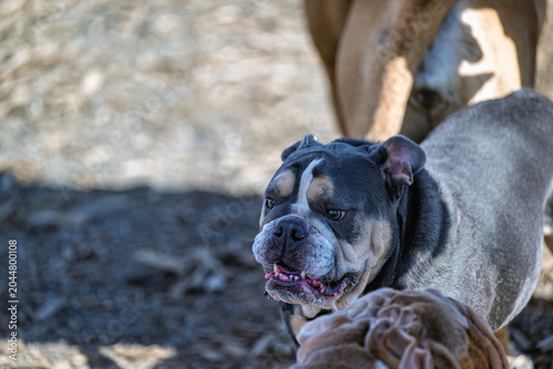 2026-03-22 CLOSE UP OF A TRI COLORED BULLDOG AT THE OFF LEASH DOG AREA AT MARYMOOR PARK IN REDMOND WASHINGTON