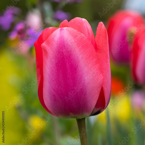 Pinke Tulpen