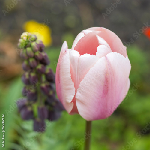 Rosa Tulpe