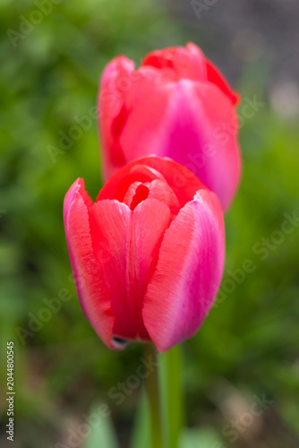 Pinke Tulpen