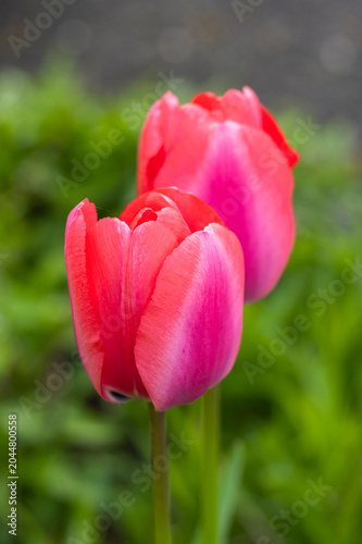 Pinke Tulpen
