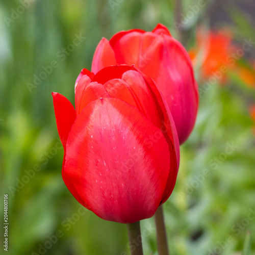 Rote Tulpen