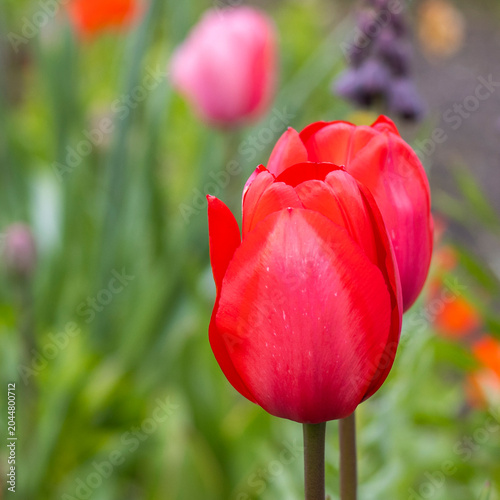 Rote Tulpen