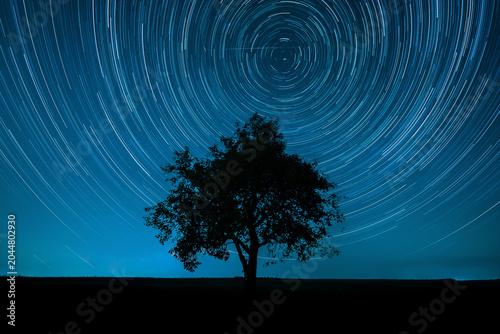 Bild auf Leinwand Star Trails Above a Lone Tree at Night
