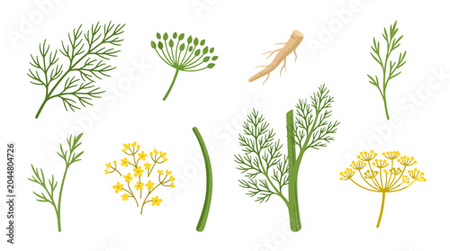 Watercolor collection of fresh green dill sprigs and yellow flowering umbels.