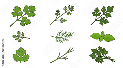 Collection of hand drawn fresh culinary herbs and aromatic plants.