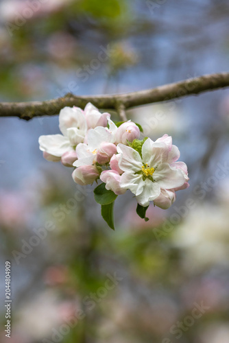 Weisse Kirschblüten