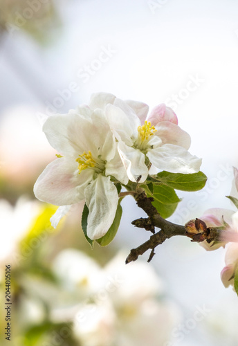 Weisse Kirschblüten
