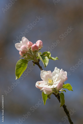 Weisse Kirschblüten