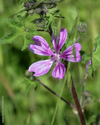 Purple flower blooms among green leaves in a natural setting during daytime in a garden or field