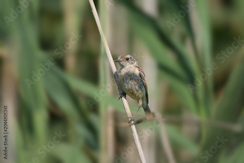 Εκτύπωση καμβά A juvenile Whinchat (Saxicola rubetra) perched delicately on a thin vertical reed stalk, isolated against a softly blurred background of lush green reeds
