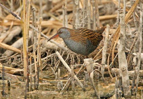 Quadro su tela Profile view of a secretive Water Rail (Rallus aquaticus) foraging in its natural wetland habitat among thick, dry reeds and muddy marsh ground