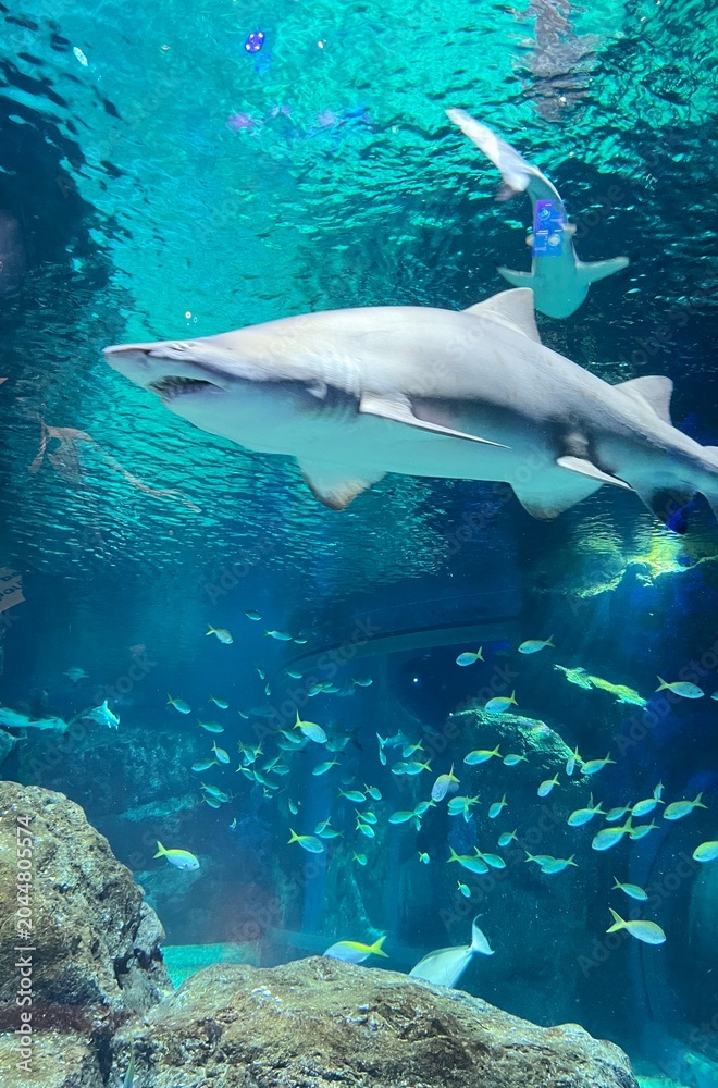 Obraz premium Fish in aquarium