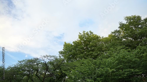 曇り空と樹木

