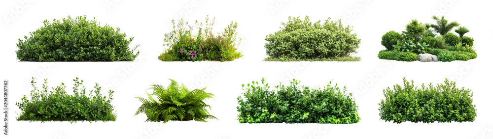 Obraz premium PNG Lush green bush variety on transparent background