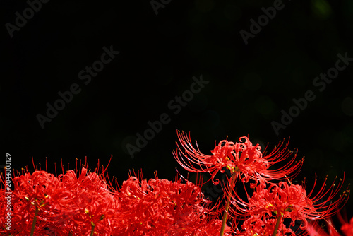 Canvastavla Red spider lily flowers blooming against black background.