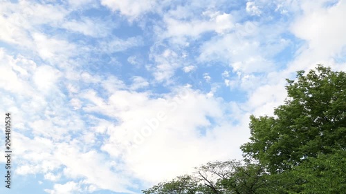 曇り空と樹木
