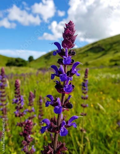 Vibrant Purple Wildflower Blooming in Sunny Green Meadow with Rolling Hills