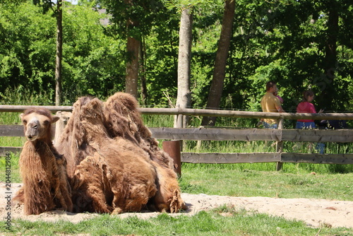 Фотография Camel resting peacefully inside a zoo enclosure surrounded by trees and greenery