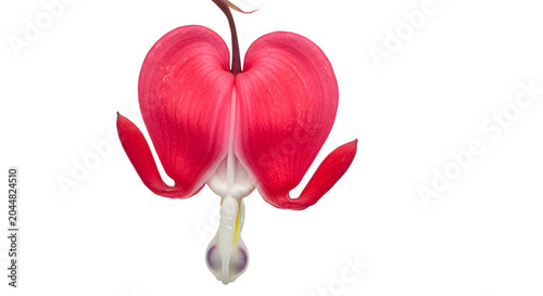 Single Pink Bleeding Heart Flower Isolated on White Background