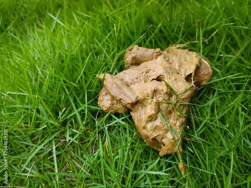 Cat poop on green grass stock photo.