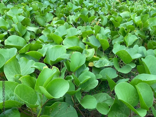 Beautiful Beach Morning Glory (Ipomoea pes-caprae), also known as Goat's Foot Creeper or Railroad Vine, blooming with purple flowers on the sandy shore. 