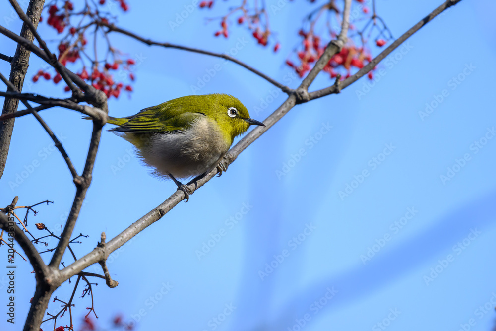 Fototapeta premium Warbling White-eye Zosterops japonicus Wild Bird