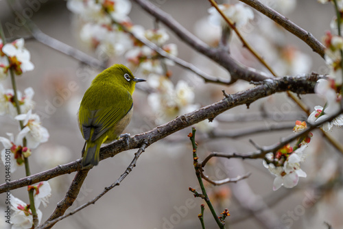 Warbling White-eye Zosterops japonicus Wild Bird