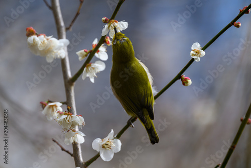 Warbling White-eye Zosterops japonicus Wild Bird
