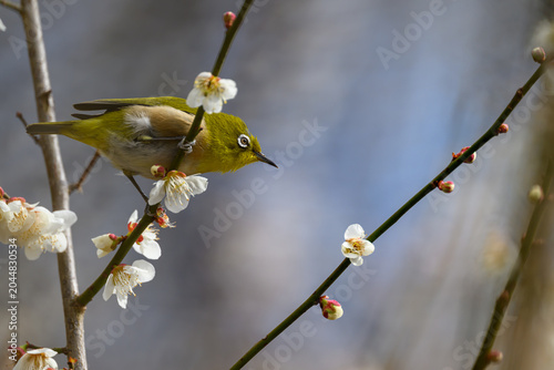 Warbling White-eye Zosterops japonicus Wild Bird