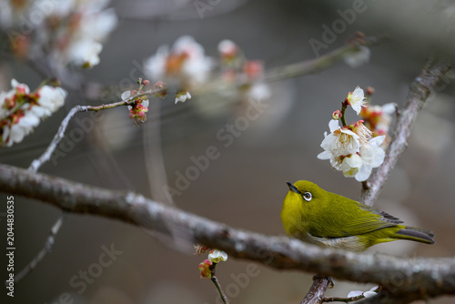 Warbling White-eye Zosterops japonicus Wild Bird