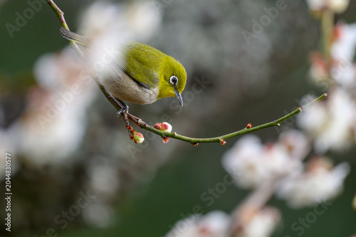 Warbling White-eye Zosterops japonicus Wild Bird