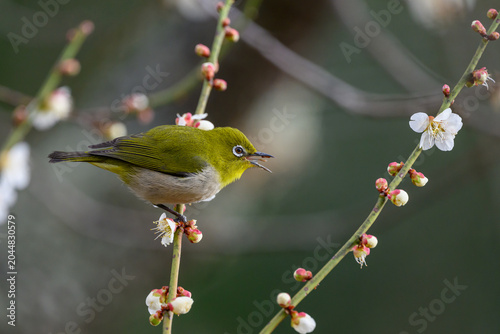 Warbling White-eye Zosterops japonicus Wild Bird