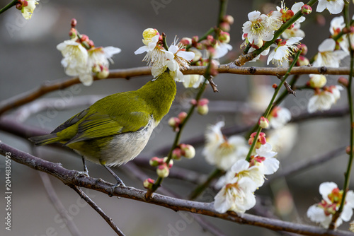 Warbling White-eye Zosterops japonicus Wild Bird