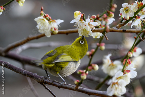 Warbling White-eye Zosterops japonicus Wild Bird