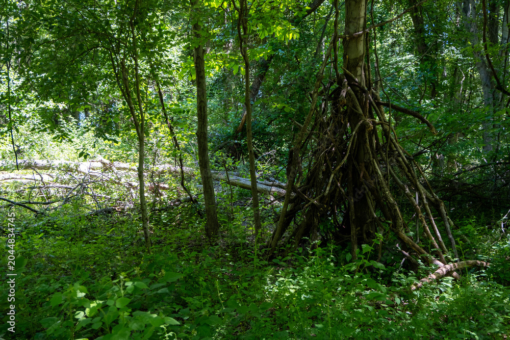 Fototapeta premium trees in the forest